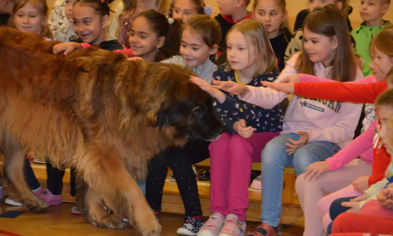 Když pes pomáhá žít